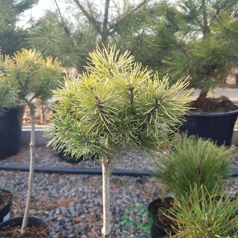 картинка Сосна горная Oфир (Ophir) на штамбе C3 