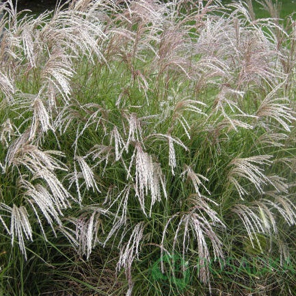 картинка Мискантус китайский Yakushima Dwarf (2 роки) 