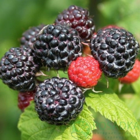 картинка Малина Блэк Джевел (Black Jewel) 