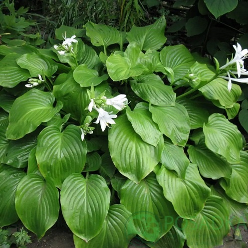 картинка Хоста Подорожниковая (plantaginea) 