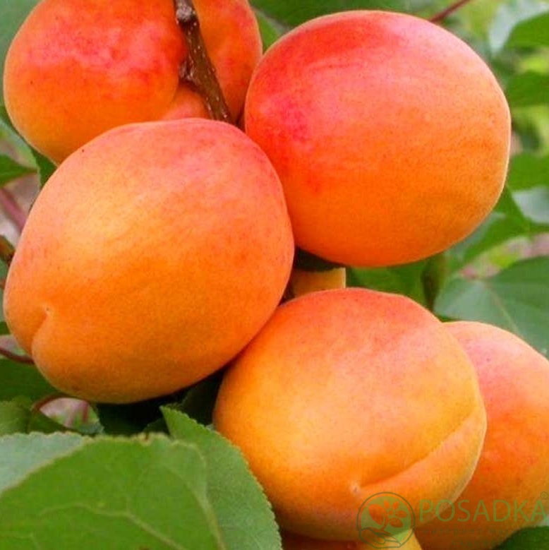 картинка Абрикос Харлайн 