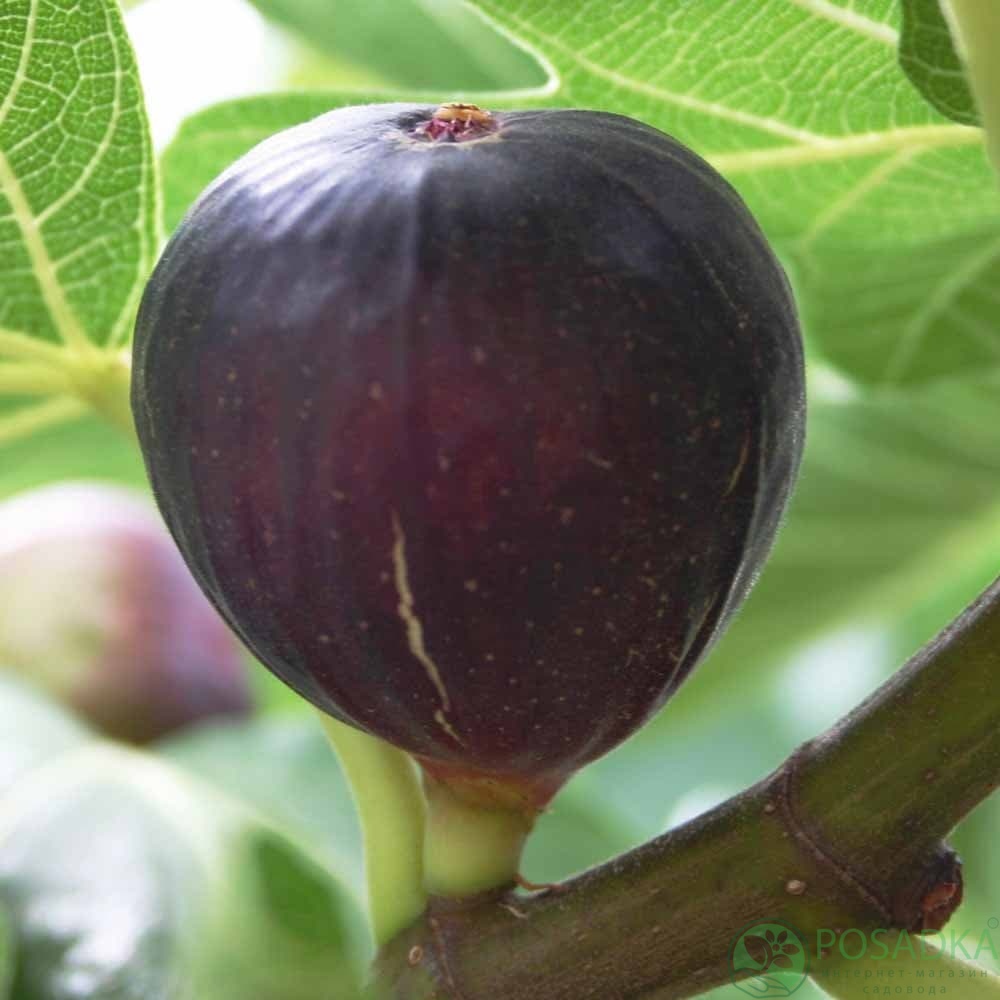 картинка Инжир Violette de Bordeaux (контейнер С2) 2 года 