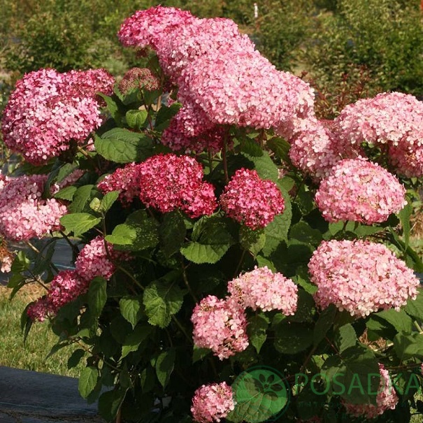 картинка Гортензия древовидная Пинк Аннабель (Pink Annebelle) 