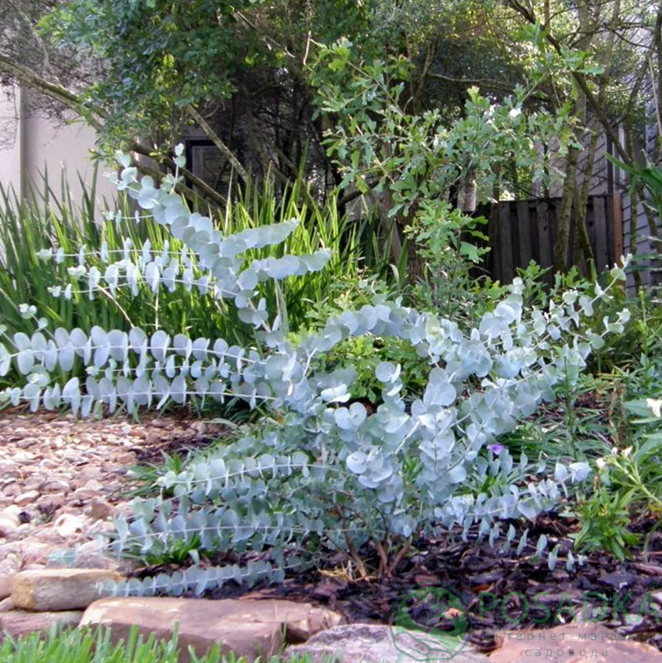 картинка Эвкалипт пепельный Сильвер Долар 