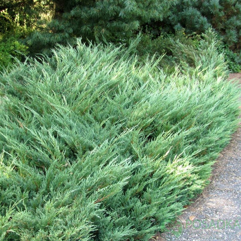 картинка Можжевельник казацкий Глаука 