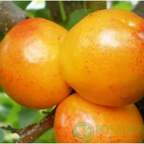 картинка Гибрид слива-абрикос Априум 