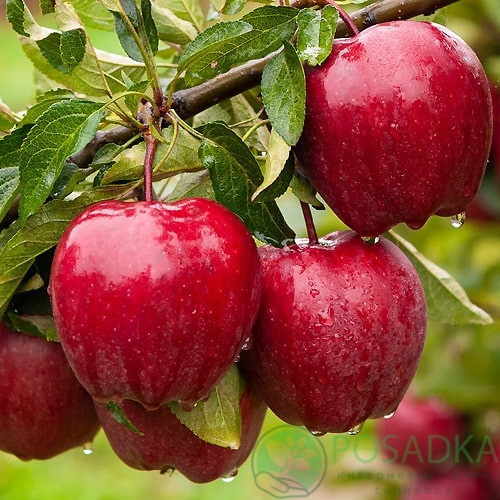 картинка Яблоня Роял Ред Делишес 