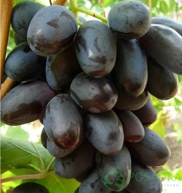 картинка Виноград Велика 