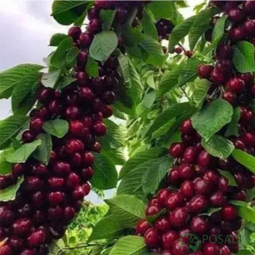 картинка Черешня Ред Пасифик  картинка Черешня Ред Пасифик