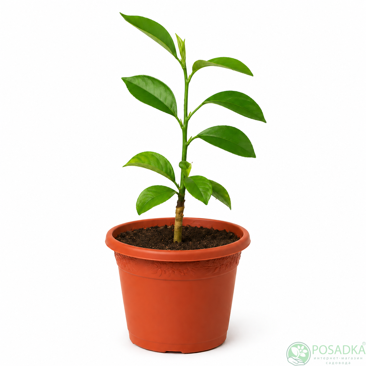 картинка Апельсин Сангвинелли 