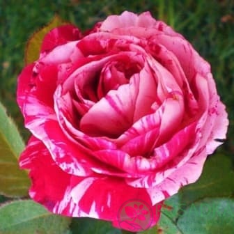 картинка Роза чайно-гибридная Пинк Интуишин С2 