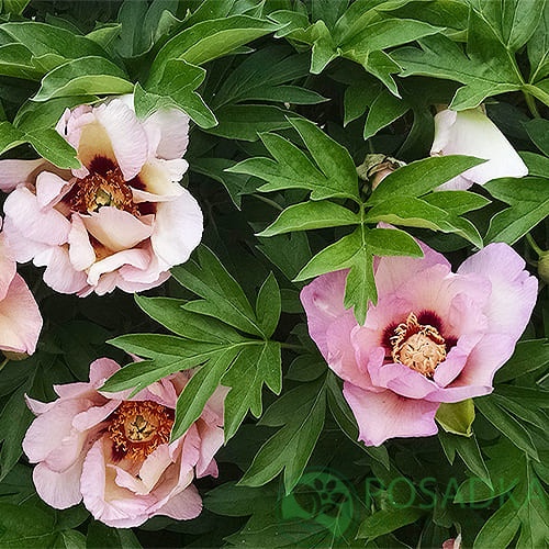 картинка Пион ITOH Pastel Splendor 