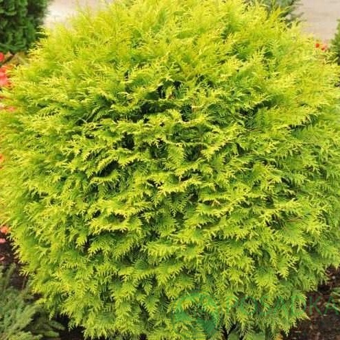 картинка Туя западная Глобоза Ауреа 