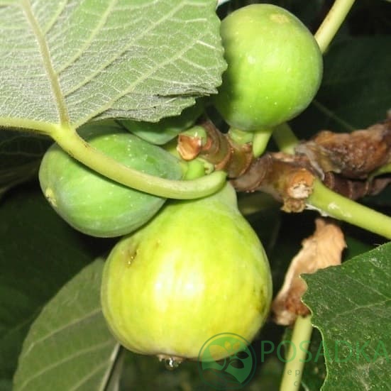 картинка Инжир Verdal  картинка Инжир Verdal