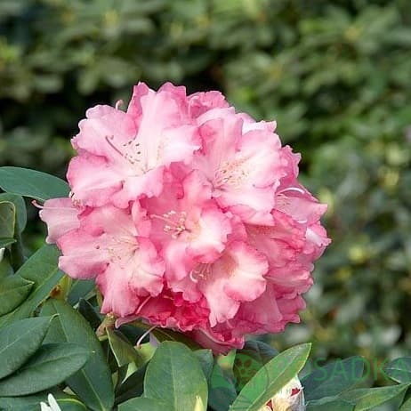 картинка Рододендрон якушиманский Marlis 