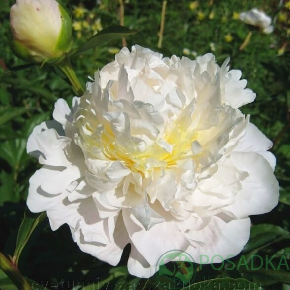 картинка Пион А Е Кундред 