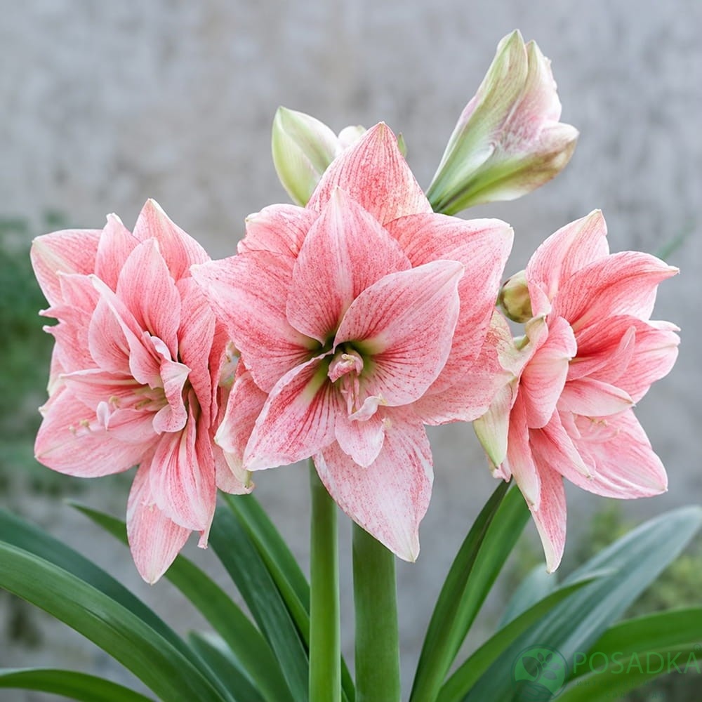 картинка Амариллис Pink Glory 