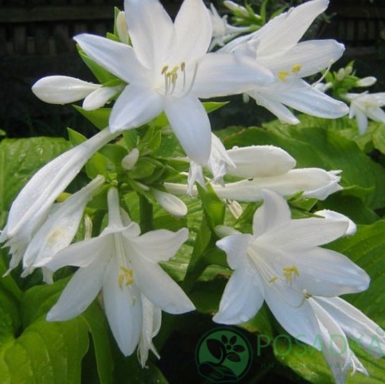 картинка Хоста Подорожниковая (plantaginea) 