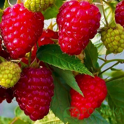 картинка Малина Патриция 