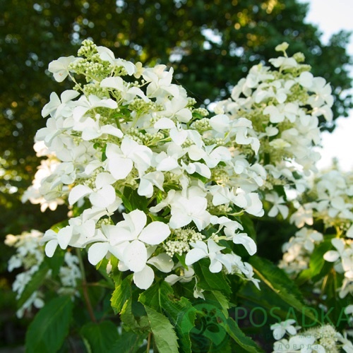 картинка Гортензия метельчатая Levana (Левана) 