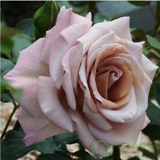 картинка Роза чайно-гибридная Стефан Руло (Stephen Rulo) 