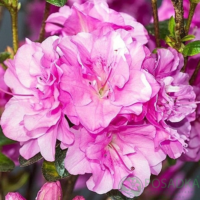 картинка Азалия японская Rosinetta 