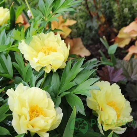 картинка Пион ITOH Bartzella 