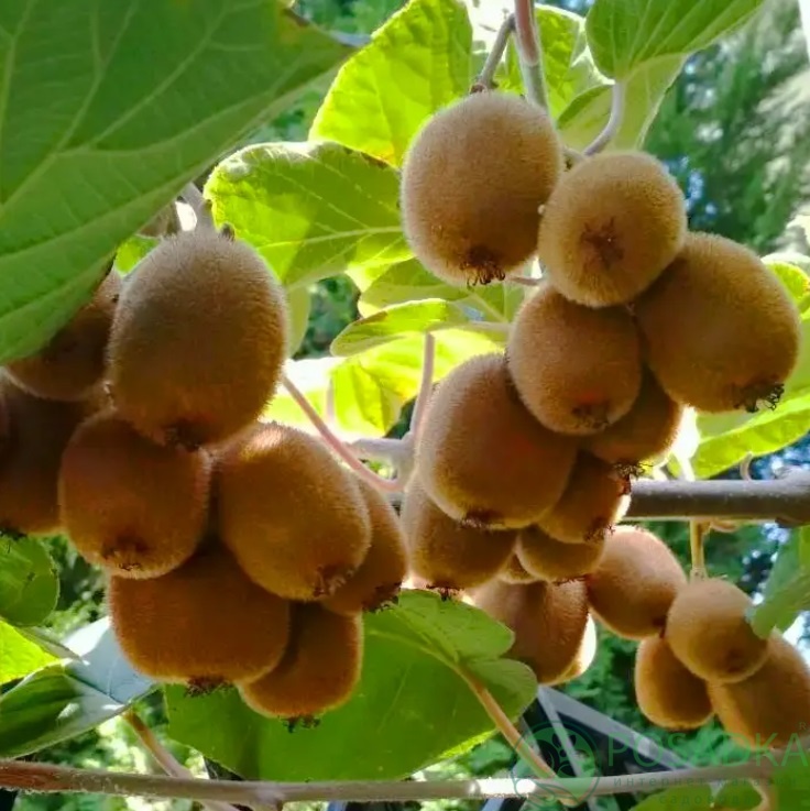 картинка Киви Мистер Майк (урожайный, ранний) 