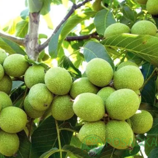 картинка Грецкий орех Песчанский (2 летний) 