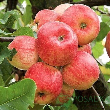 картинка Яблоня Конфетное 