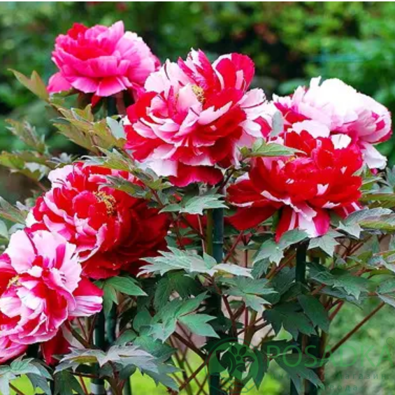 картинка Пион древовидный Shima-nishiki Dao Jin 