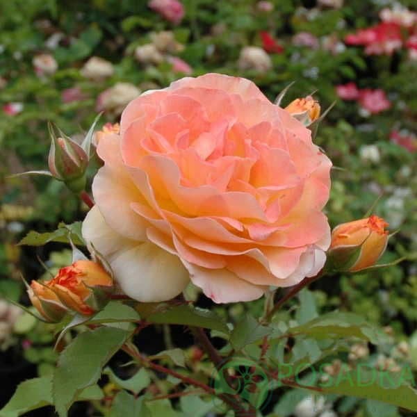 картинка Роза кустовая Роз де Жерберуа 