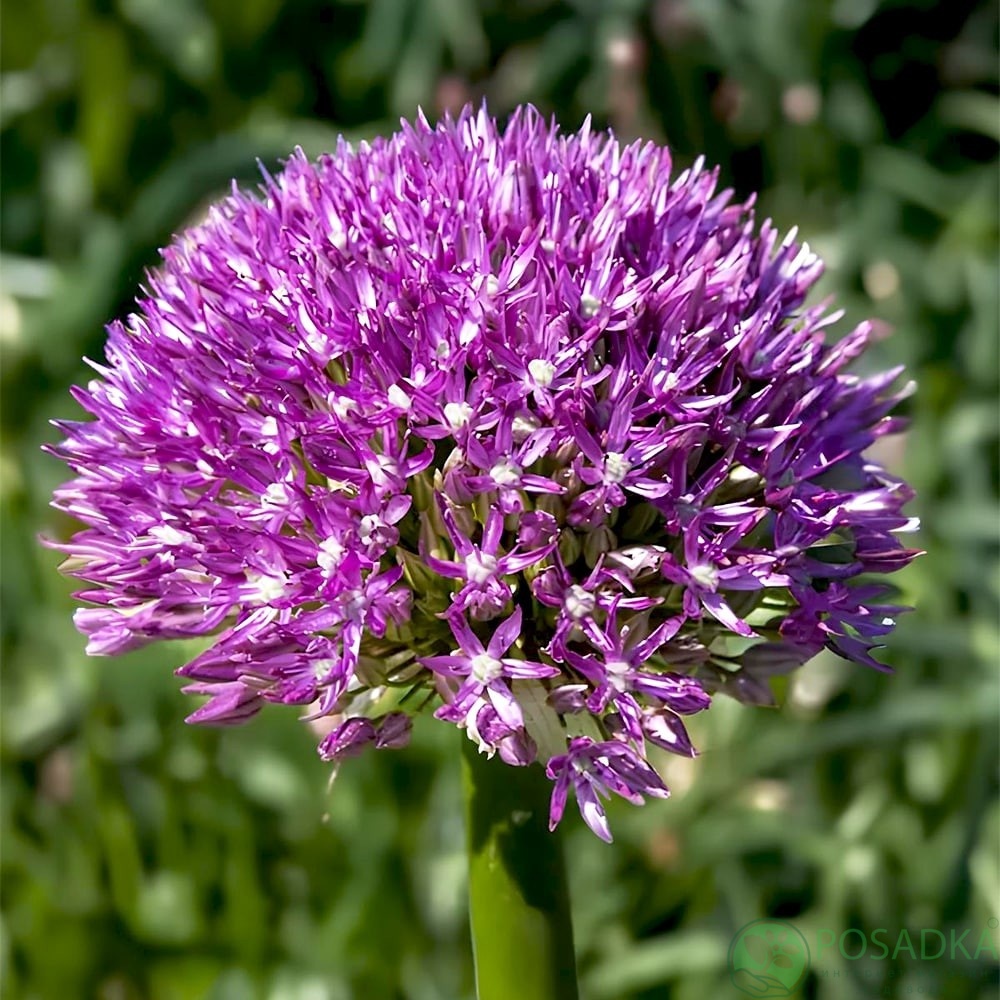 картинка Аллиум Akita 