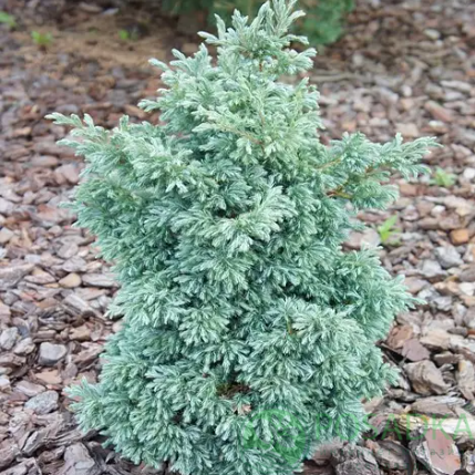 картинка Кипарисовик горохоплодный Baby Blue 
