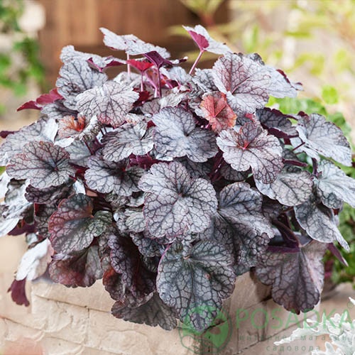 картинка Гейхера Silver Scrolls 