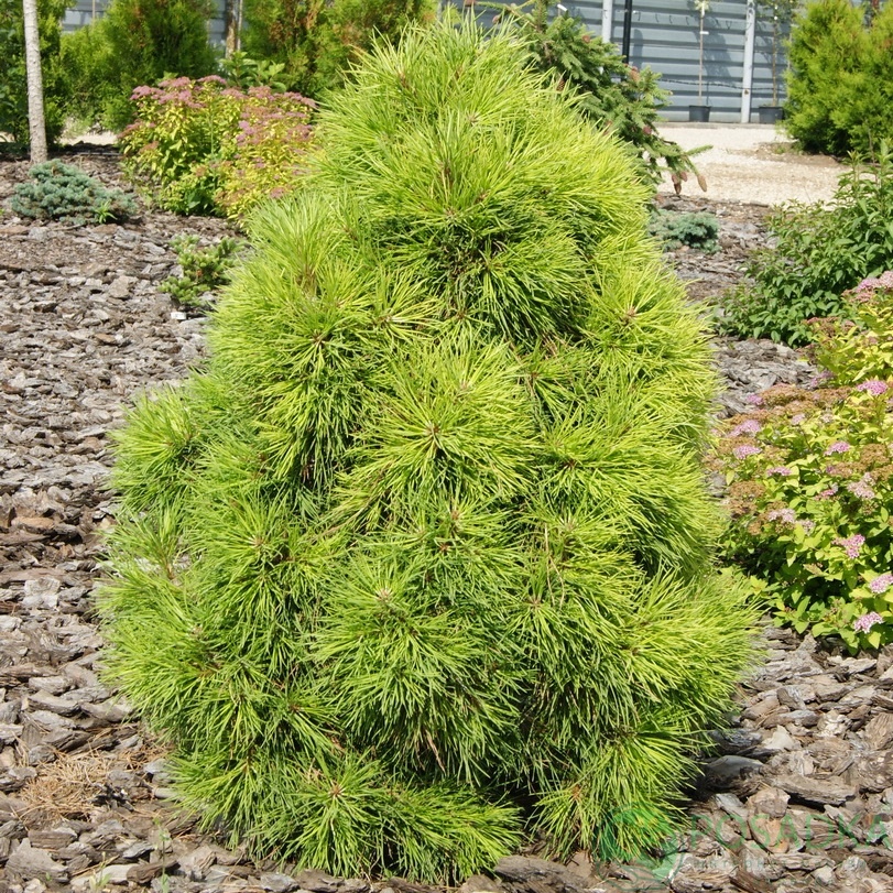 картинка Сосна обыкновенная Мозери С2 