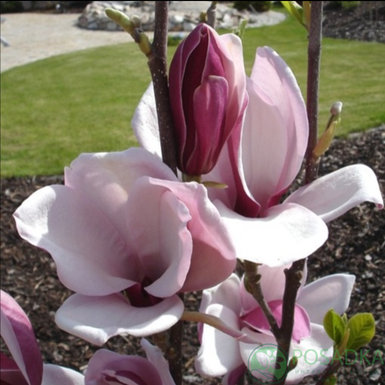 картинка Магнолия March Till Frost 