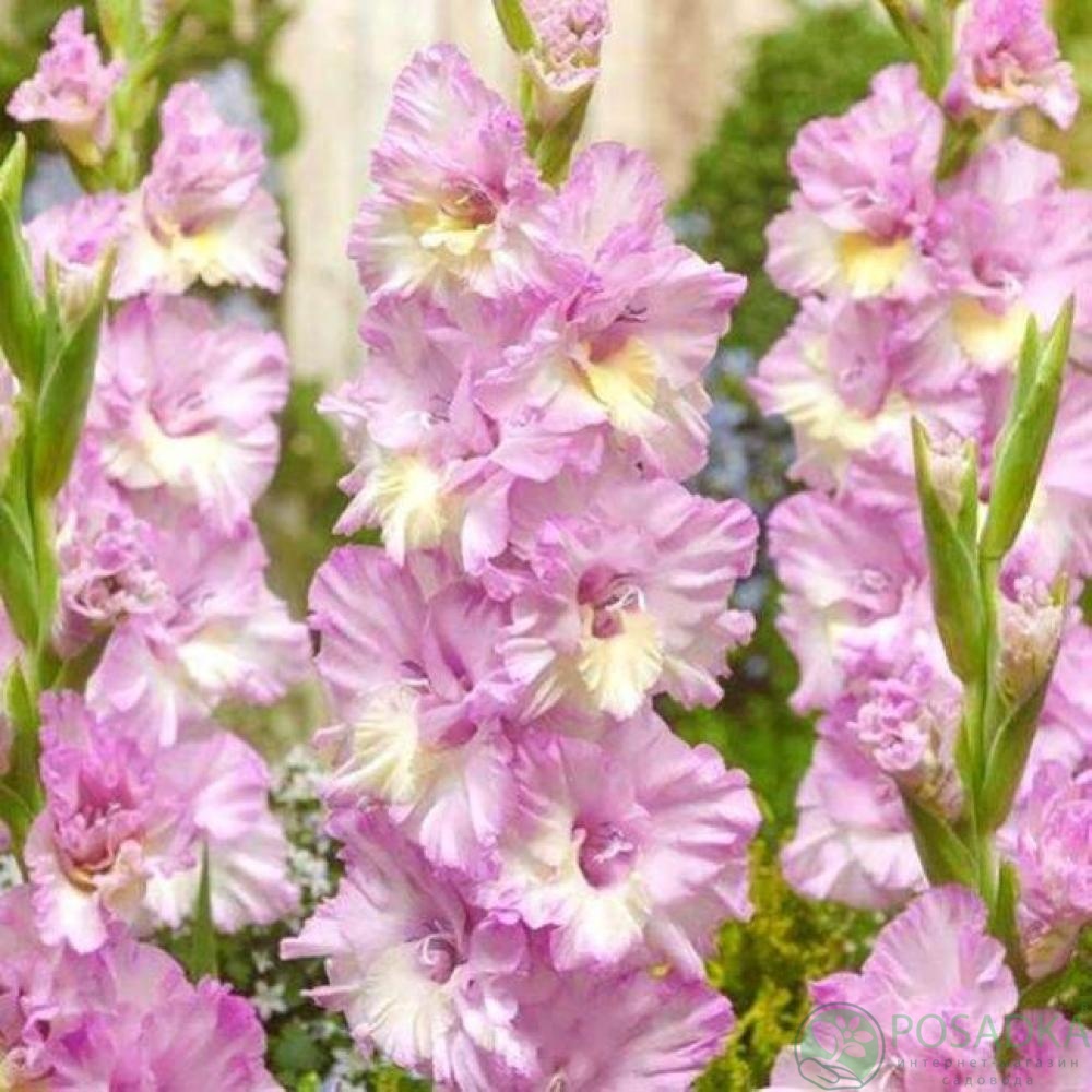 картинка Гладиолус Magenta Princess 