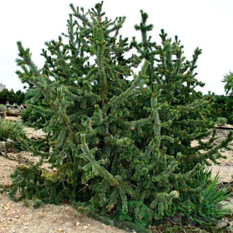 картинка Сосна остистая (Pinus aristata) 