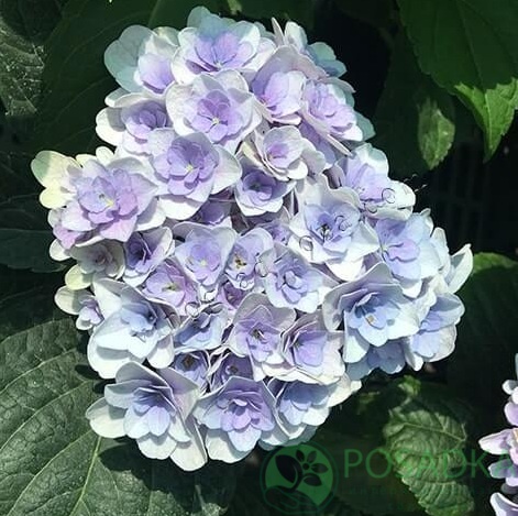 картинка Гортензия крупнолистная Florentina Blue 