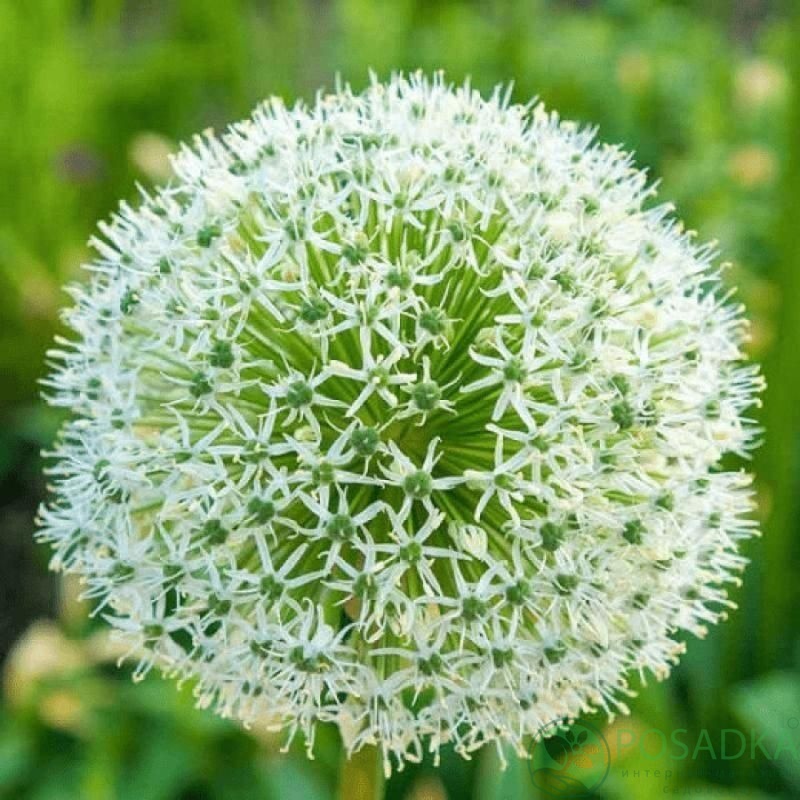 картинка Аллиум White Giant 