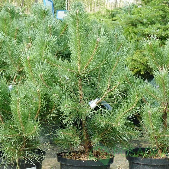 картинка Сосна обыкновенная  картинка Сосна обыкновенная