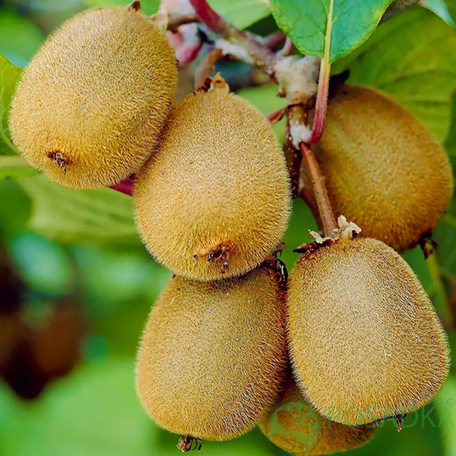 картинка Киви Boskoop (самоплодный) 