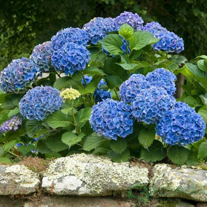 картинка Гортензия крупнолистная Bodensee 