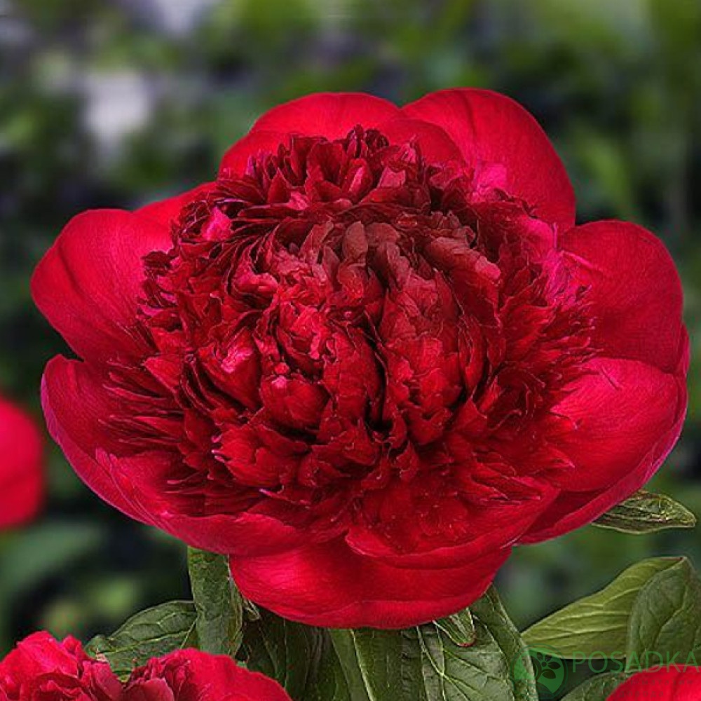 картинка Пион Red Charm 