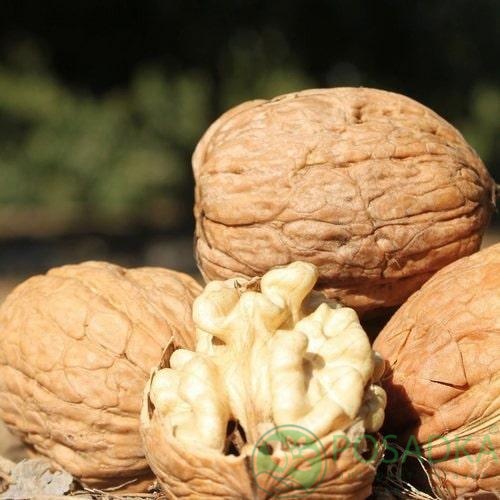 картинка Грецкий орех Фернор (2 летний) 