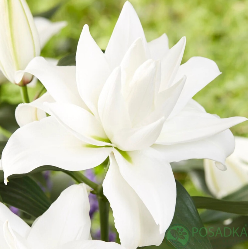 картинка Лилия Roselily Angela 