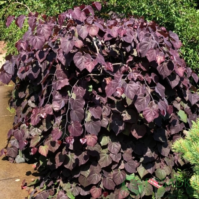картинка Церцис канадский Ruby Falls 