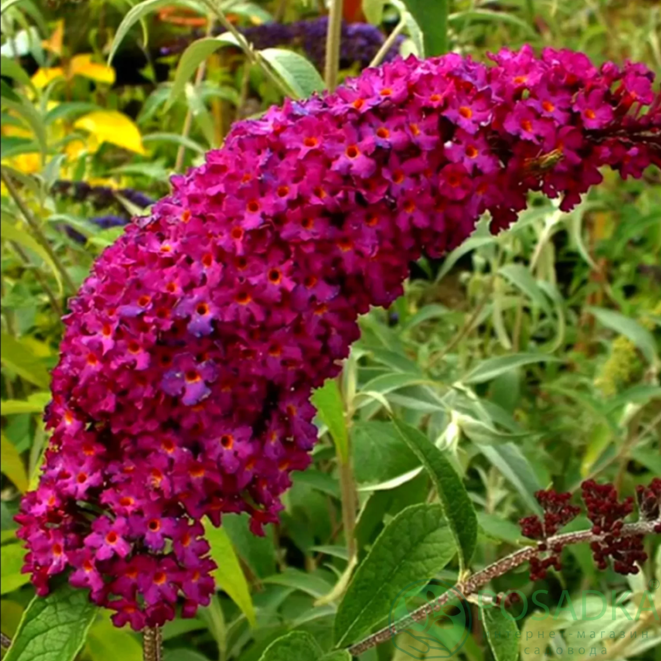 картинка Будлея Давида Royal Red (Роял Ред)  картинка Будлея Давида Royal Red (Роял Ред)