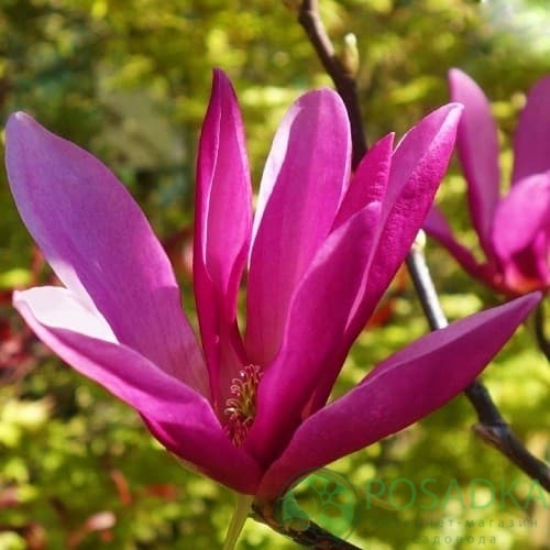 картинка Магнолия Сьюзан (Magnolia Susan) C 7,5 